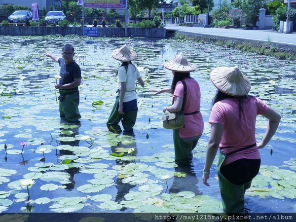 17 宜蘭 採蓮花 隨緣蓮花休閒農莊.JPG