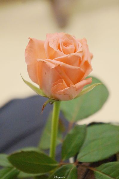 呂河日本料理：台北 捷運信義安和站 呂河日式料理~ 藝術品般的懷石料理