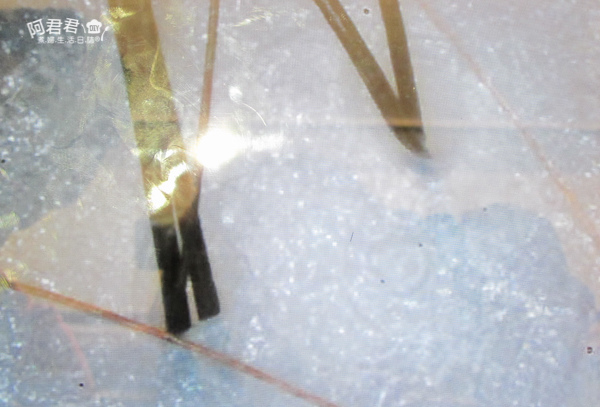 JF 美髮沙龍_阿君君-0474.jpg