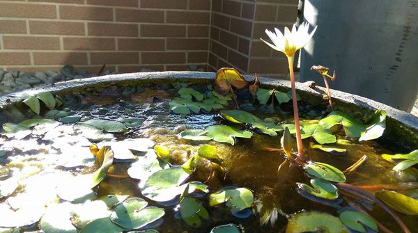 1380545_1205177572829753_4000627956217601692_n