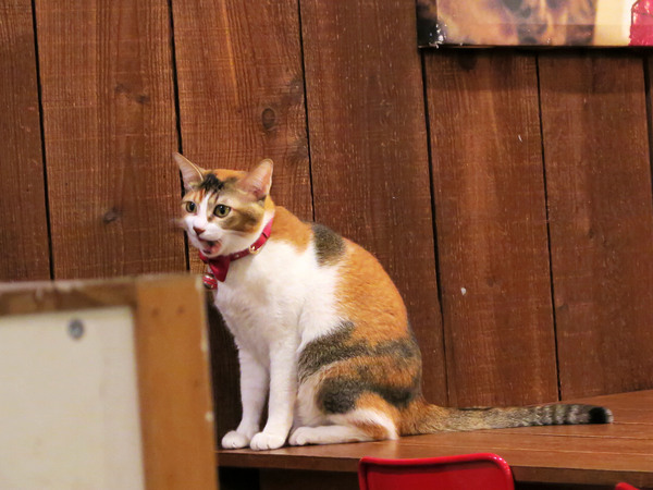 Toast Chat：東區早午餐&amp;下午茶、萌貓咪餐廳。Toast Chat