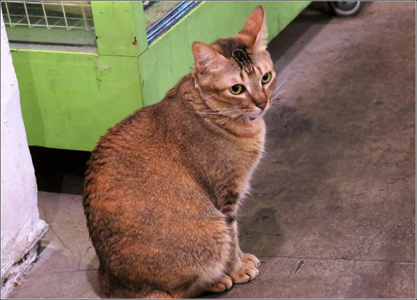 Toast Chat：東區早午餐&amp;下午茶、萌貓咪餐廳。Toast Chat