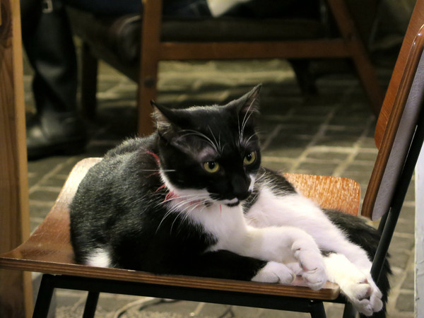 Toast Chat：東區早午餐&amp;下午茶、萌貓咪餐廳。Toast Chat