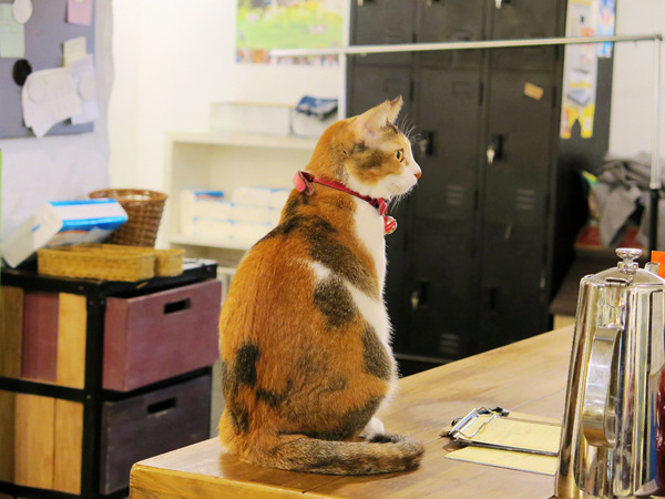 Toast Chat：東區早午餐&amp;下午茶、萌貓咪餐廳。Toast Chat