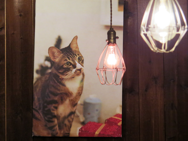 Toast Chat：東區早午餐&amp;下午茶、萌貓咪餐廳。Toast Chat