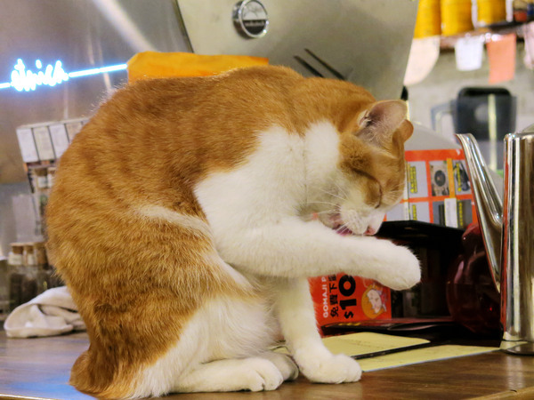 Toast Chat：東區早午餐&amp;下午茶、萌貓咪餐廳。Toast Chat