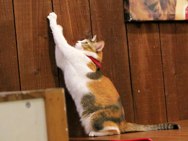 Toast Chat：東區早午餐&amp;下午茶、萌貓咪餐廳。Toast Chat