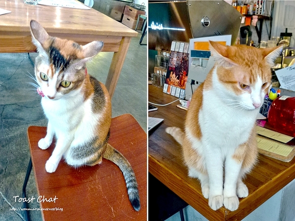 Toast Chat：【台北市大安區/食記】東區早午餐、貓咪餐廳、下午茶 (完整菜單) ✿✿ Toast Chat ✿✿