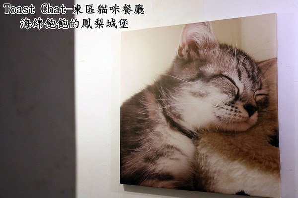 Toast Chat：Toast Chat-東區早午餐 / 貓咪餐廳 / 下午茶