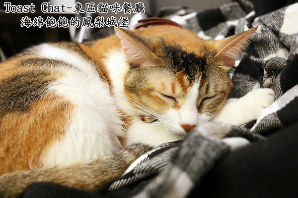 Toast Chat：Toast Chat-東區早午餐 / 貓咪餐廳 / 下午茶