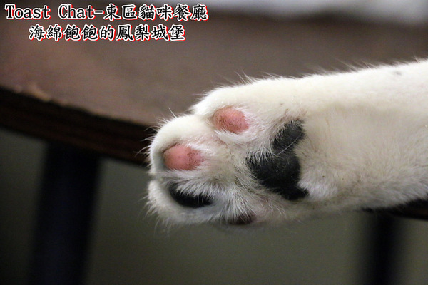 Toast Chat：Toast Chat-東區早午餐 / 貓咪餐廳 / 下午茶