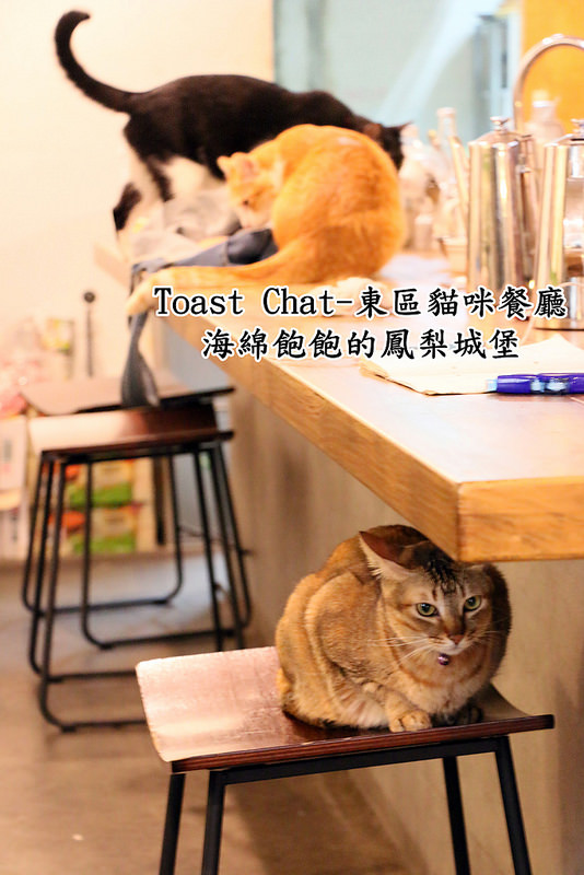 Toast Chat：Toast Chat-東區早午餐 / 貓咪餐廳 / 下午茶