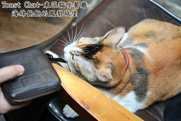 Toast Chat：Toast Chat-東區早午餐 / 貓咪餐廳 / 下午茶