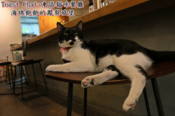 Toast Chat：Toast Chat-東區早午餐 / 貓咪餐廳 / 下午茶