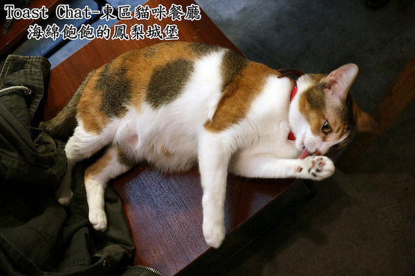 Toast Chat：Toast Chat-東區早午餐 / 貓咪餐廳 / 下午茶