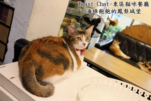 Toast Chat：Toast Chat-東區早午餐 / 貓咪餐廳 / 下午茶