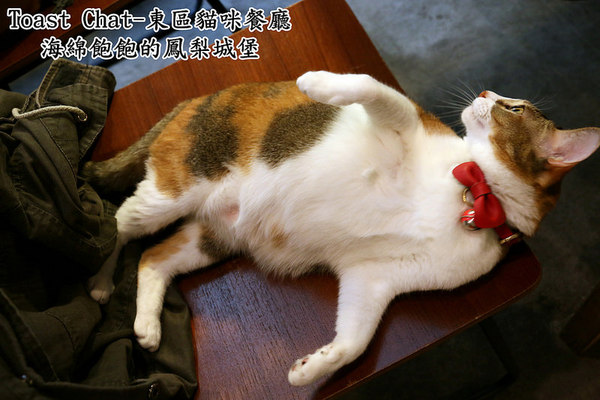 Toast Chat：Toast Chat-東區早午餐 / 貓咪餐廳 / 下午茶