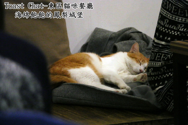 Toast Chat：Toast Chat-東區早午餐 / 貓咪餐廳 / 下午茶