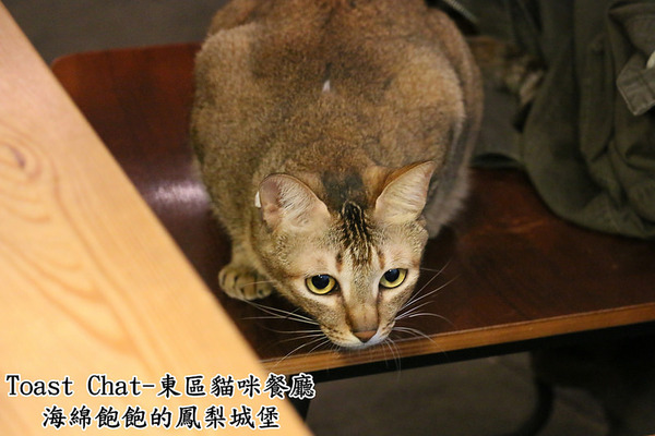 Toast Chat：Toast Chat-東區早午餐 / 貓咪餐廳 / 下午茶