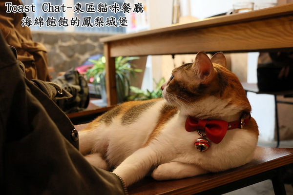 Toast Chat：Toast Chat-東區早午餐 / 貓咪餐廳 / 下午茶