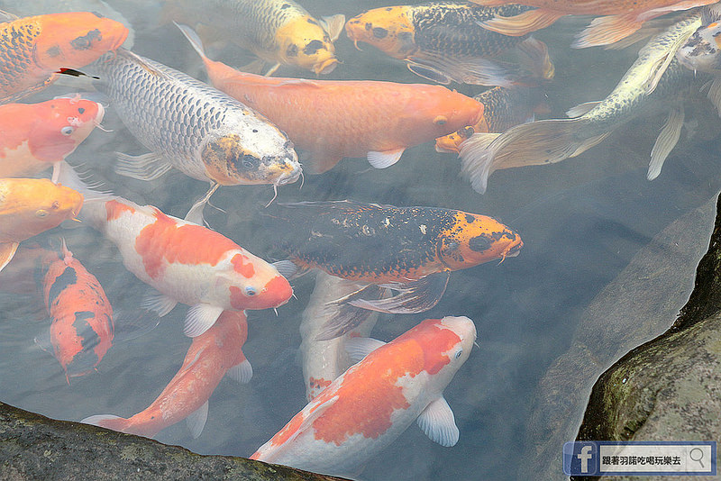 宜蘭太平山民宿英仕山莊旋轉餐廳258