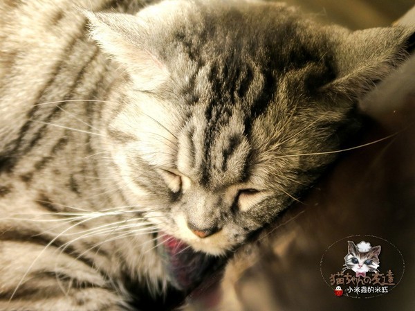 貓咪先生的朋友：【捷運忠孝復興站】貓咪先生的朋友 ~美式早午餐/下午茶，有貓咪坐鎮的可愛小店♥