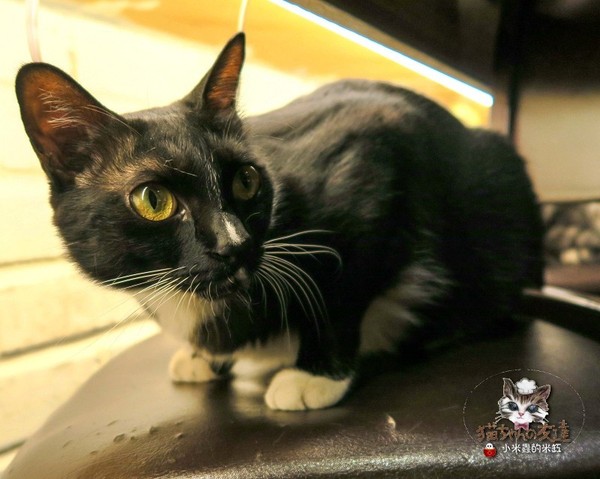 貓咪先生的朋友：【捷運忠孝復興站】貓咪先生的朋友 ~美式早午餐/下午茶，有貓咪坐鎮的可愛小店♥