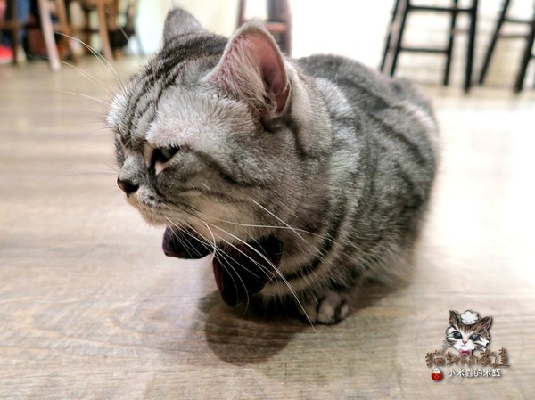 貓咪先生的朋友：【捷運忠孝復興站】貓咪先生的朋友 ~美式早午餐/下午茶，有貓咪坐鎮的可愛小店♥