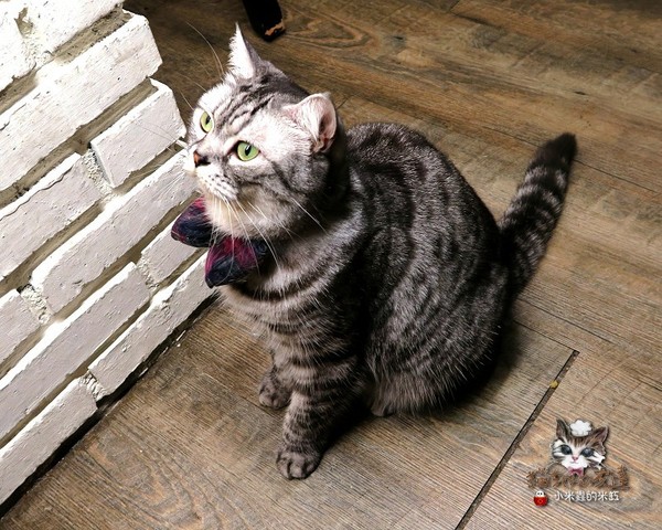 貓咪先生的朋友：【捷運忠孝復興站】貓咪先生的朋友 ~美式早午餐/下午茶，有貓咪坐鎮的可愛小店♥