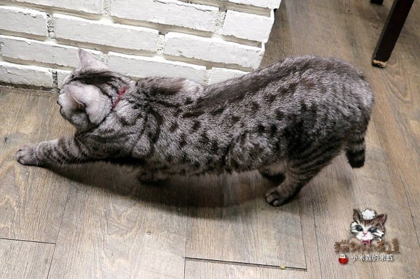 貓咪先生的朋友：【捷運忠孝復興站】貓咪先生的朋友 ~美式早午餐/下午茶，有貓咪坐鎮的可愛小店♥