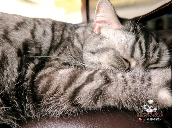 貓咪先生的朋友：【捷運忠孝復興站】貓咪先生的朋友 ~美式早午餐/下午茶，有貓咪坐鎮的可愛小店♥