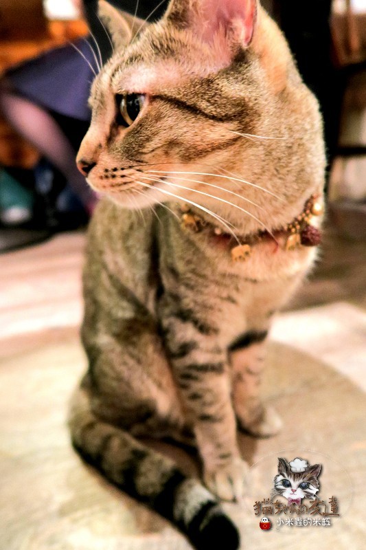 貓咪先生的朋友：【捷運忠孝復興站】貓咪先生的朋友 ~美式早午餐/下午茶，有貓咪坐鎮的可愛小店♥