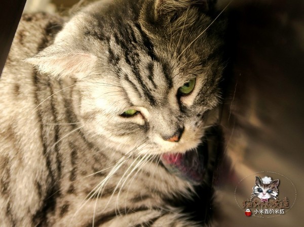 貓咪先生的朋友：【捷運忠孝復興站】貓咪先生的朋友 ~美式早午餐/下午茶，有貓咪坐鎮的可愛小店♥