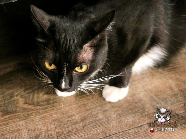 貓咪先生的朋友：【捷運忠孝復興站】貓咪先生的朋友 ~美式早午餐/下午茶，有貓咪坐鎮的可愛小店♥