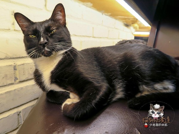 貓咪先生的朋友：【捷運忠孝復興站】貓咪先生的朋友 ~美式早午餐/下午茶，有貓咪坐鎮的可愛小店♥