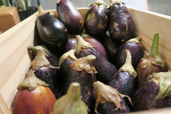 IMG_3138 (800x533).jpg