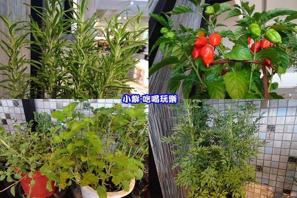 香草植物 -拼圖.jpg