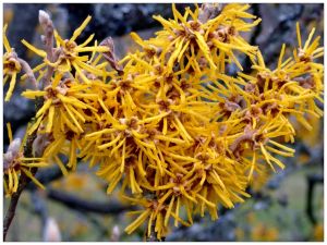 「北美金缕梅」的圖片搜尋結果