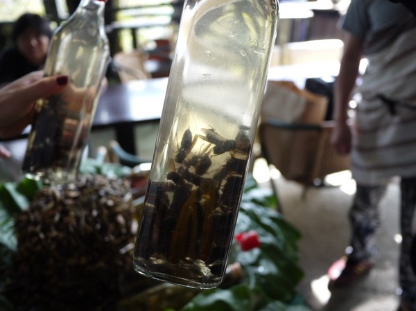 2016新北悠遊趣-烏來原住民部落(西羅岸)：2016新北悠遊趣-獵人學校(給樹營地)