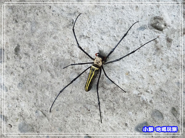 人面蜘蛛.jpg