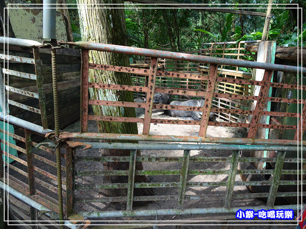 山豬 (2)33.jpg