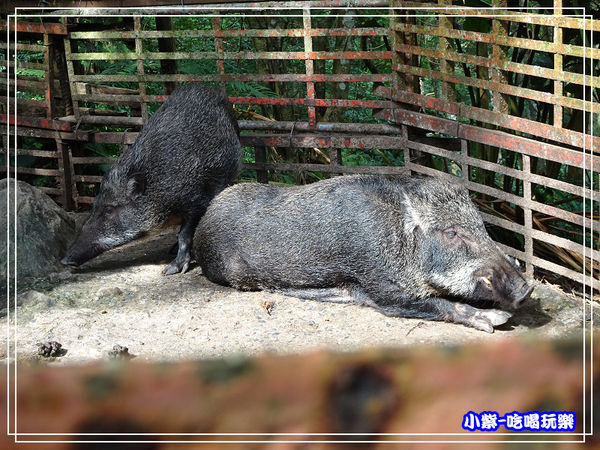 山豬 (1)32.jpg