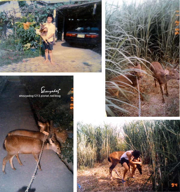 沐芳庭：【台南日式民宿】十鼓文創園區住宿 沐芳庭 可以包棟烤肉和婚紗攝影