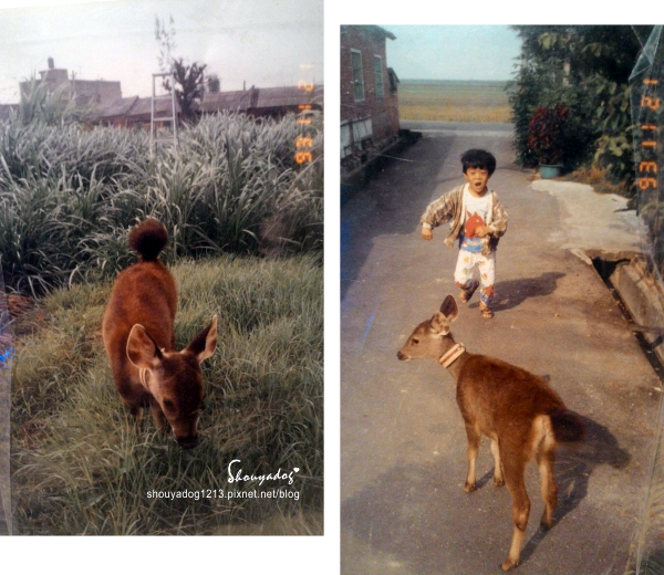 沐芳庭：【台南日式民宿】十鼓文創園區住宿 沐芳庭 可以包棟烤肉和婚紗攝影