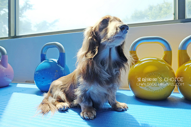 台南康體運動空間店狗