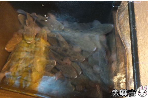 活跳跳蝦 (27).jpg