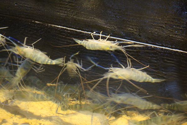 1060401-活跳跳活蝦-36