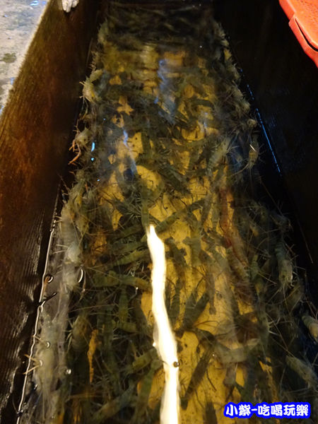 紅頭母蝦池 (2)14.jpg