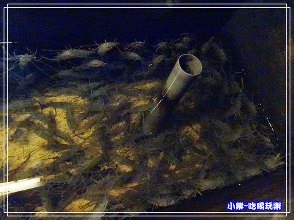 紅頭母蝦池 (1)45.jpg