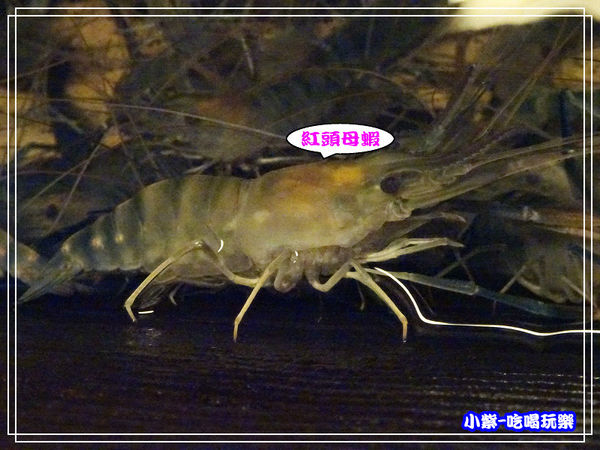 紅頭母蝦池 (3)46.jpg